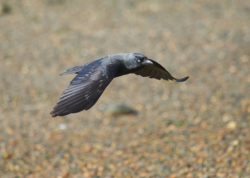 10 - Jackdaw