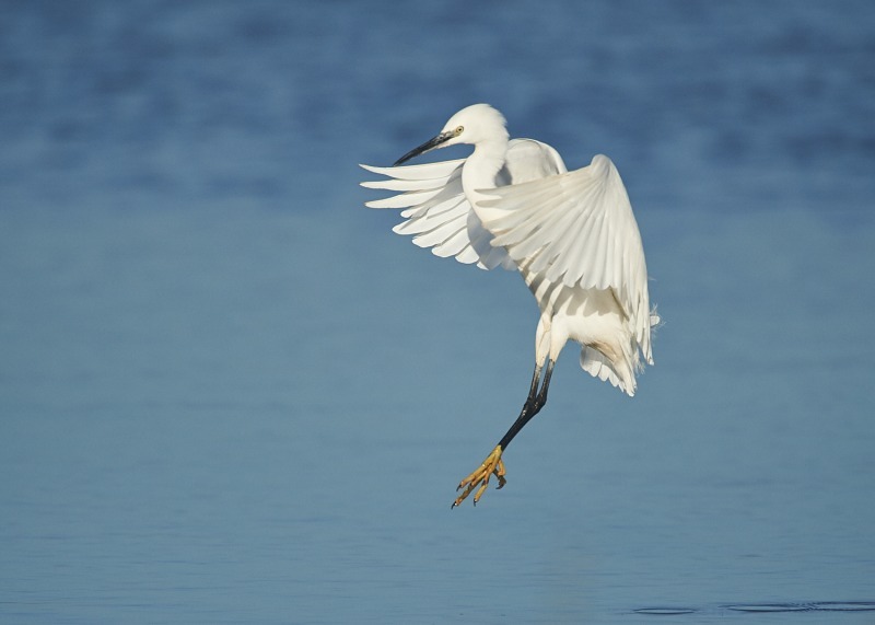 2 - Little Egret