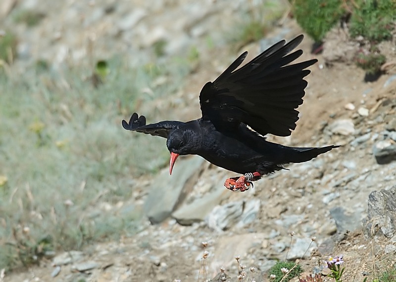 2 - Chough