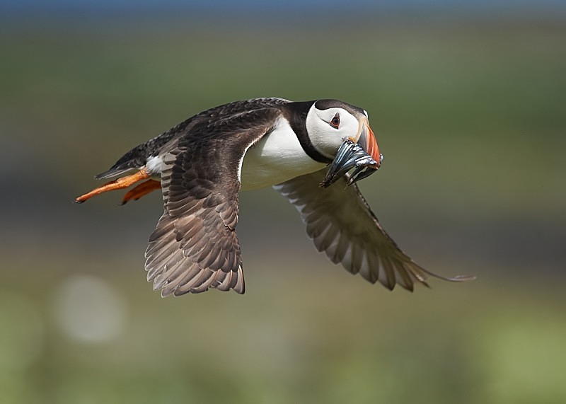 10 - Puffin