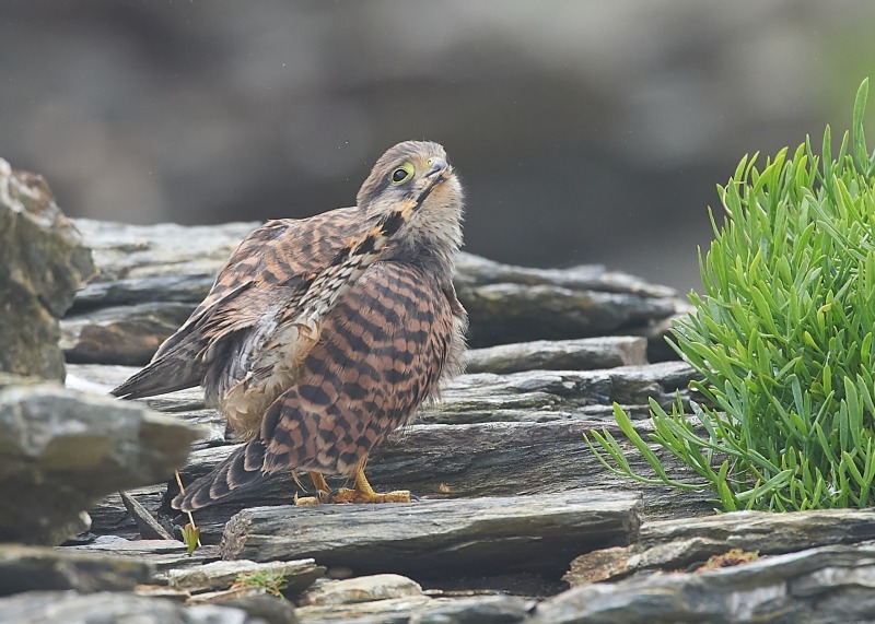 24 - Kestrel