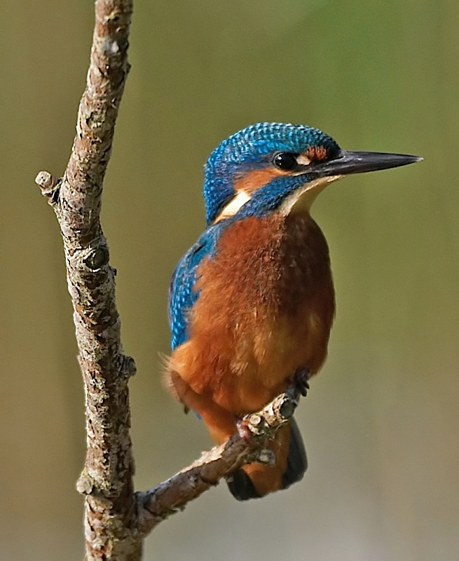 19 - Kingfisher