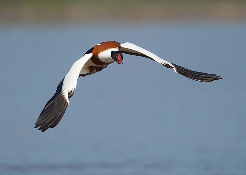19 - Shelduck