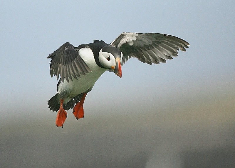 26 - Puffin