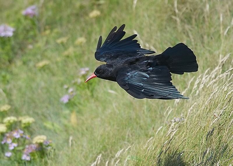 8 - Chough