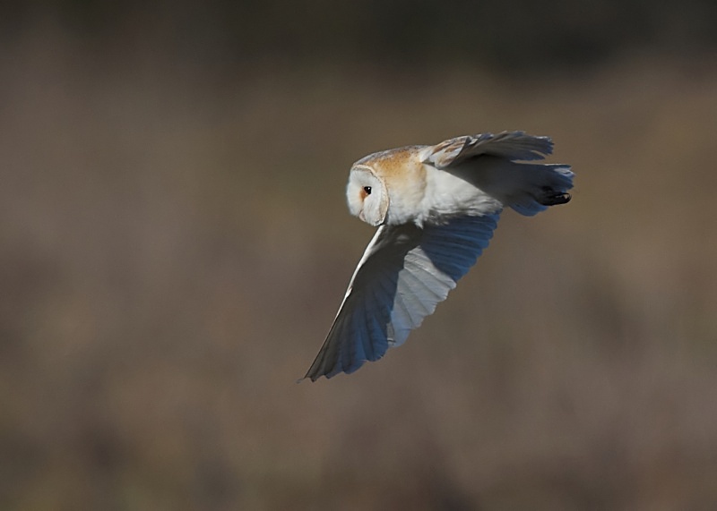 52 - Barn Owl