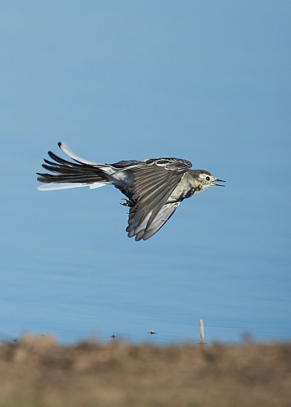 4 - Pied Wagtail