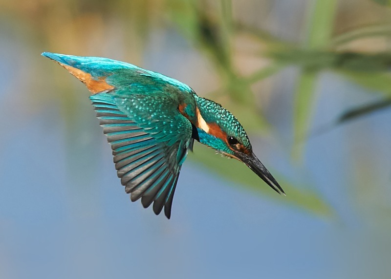 2 - Kingfisher