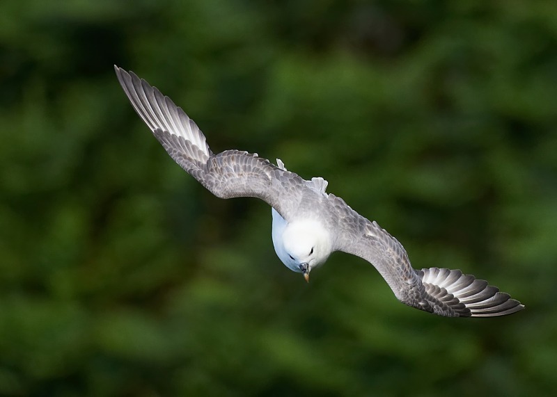 16 - Fulmar
