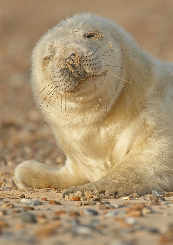 19 - Grey Seal