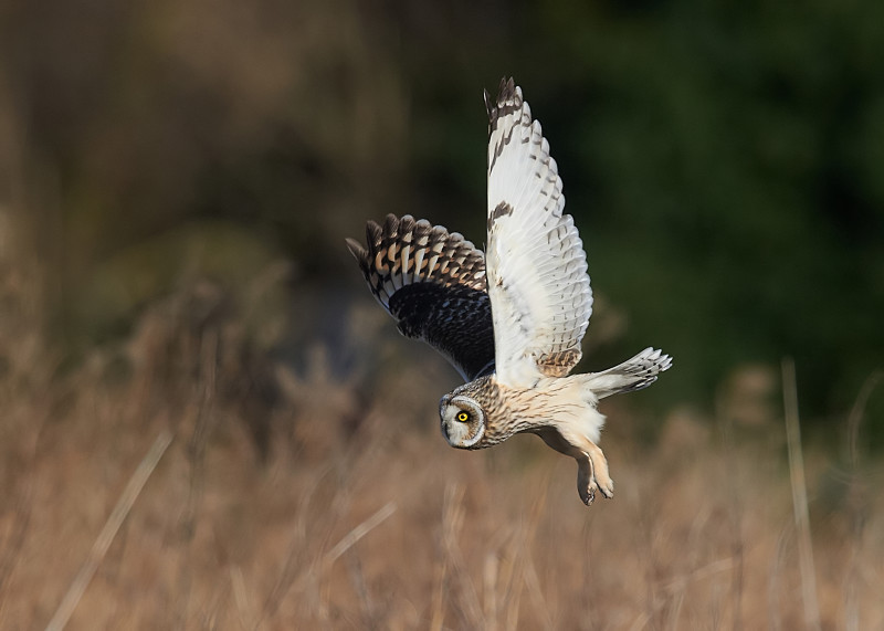 1 - Short-eared Owl
