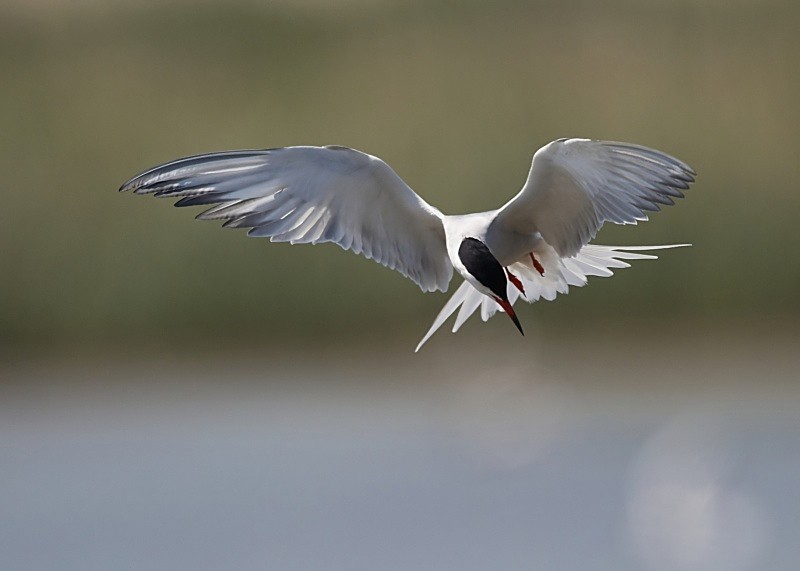23 - Common Tern