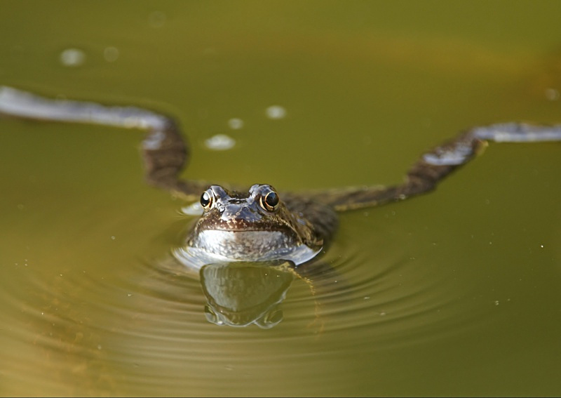 12 - Common Frog