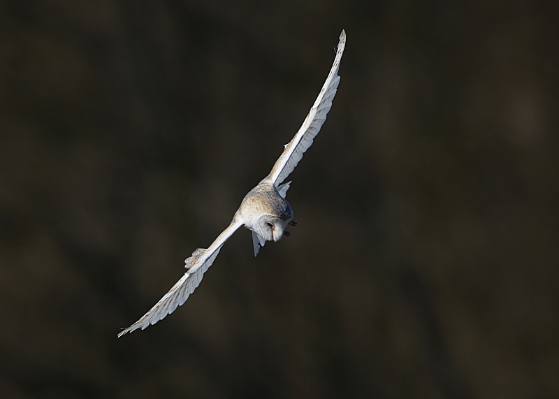 29 - Barn Owl