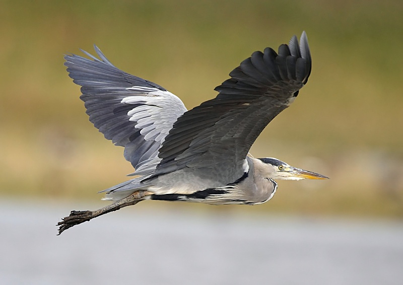 10 - Grey Heron