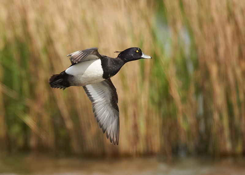 4 - Tufted Duck