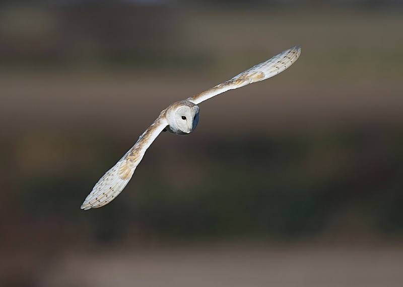 56 - Barn Owl