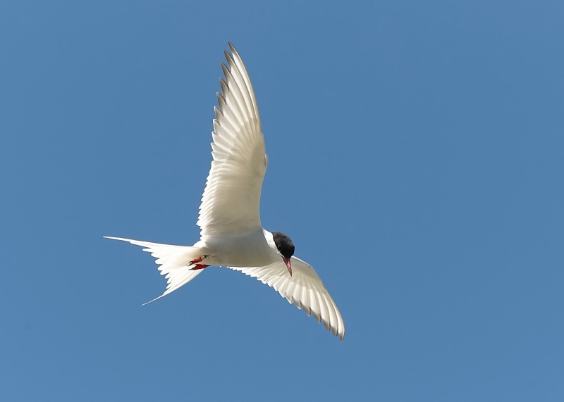 9 - Arctic Tern