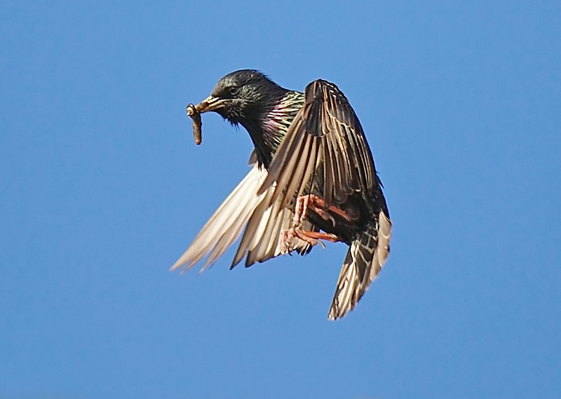 11 - Starling