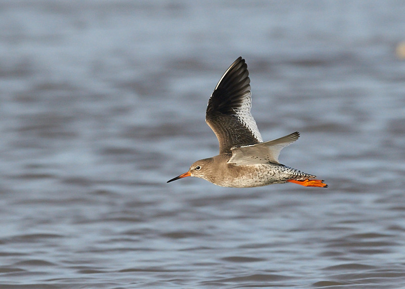 2 - Redshank