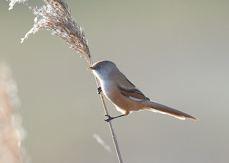 2 - Bearded Tit