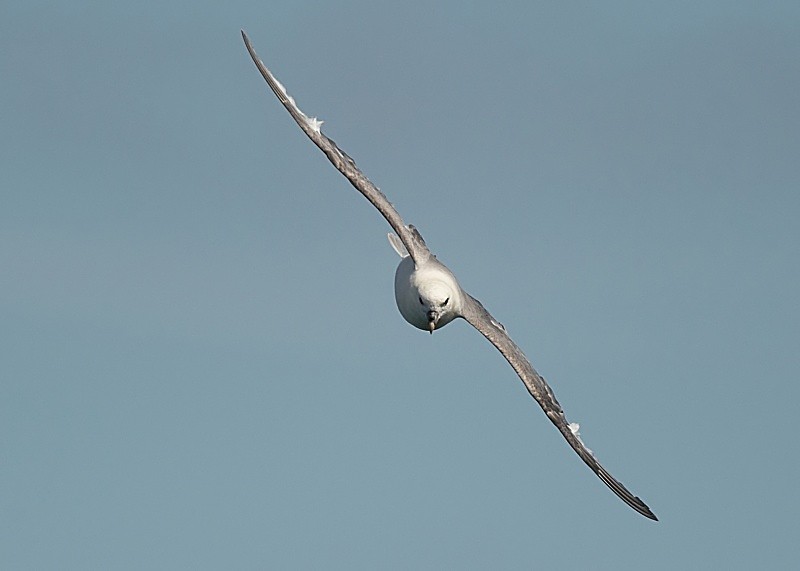 29 - Fulmar