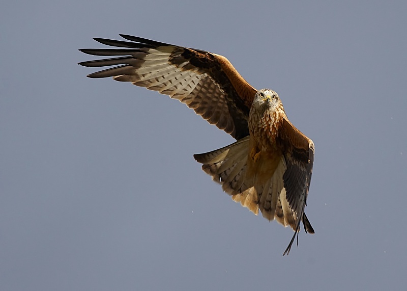 1 - Red Kite