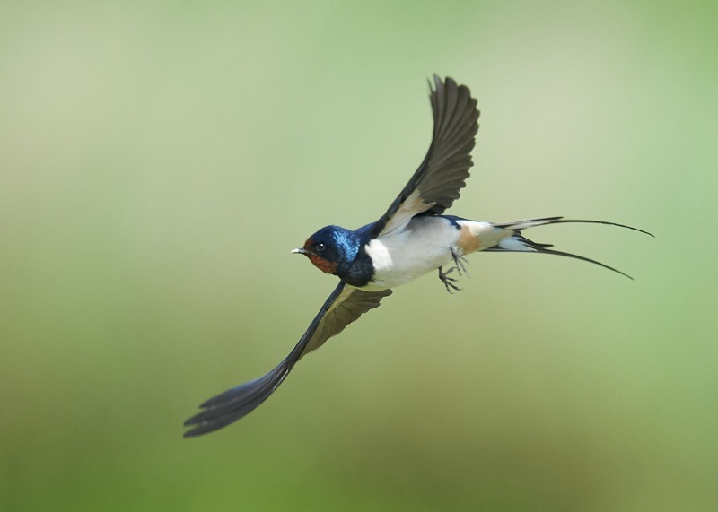 1 - Swallow