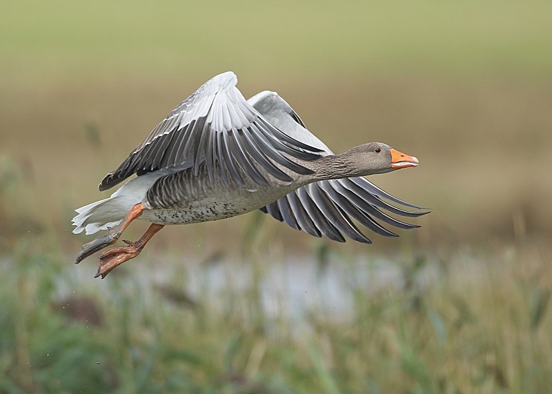 1 - Greylag Goose