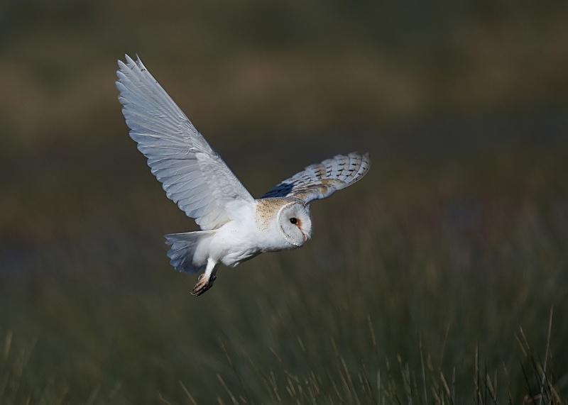 60 - Barn Owl