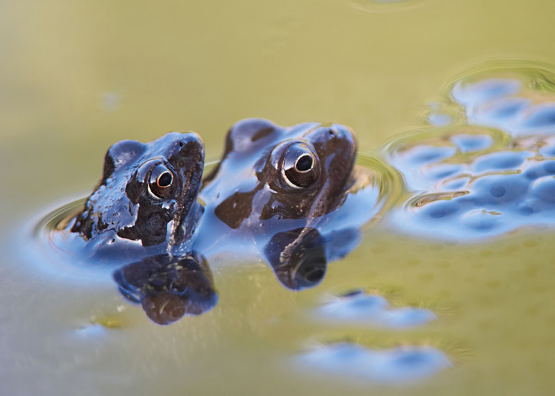 8 - Common Frog