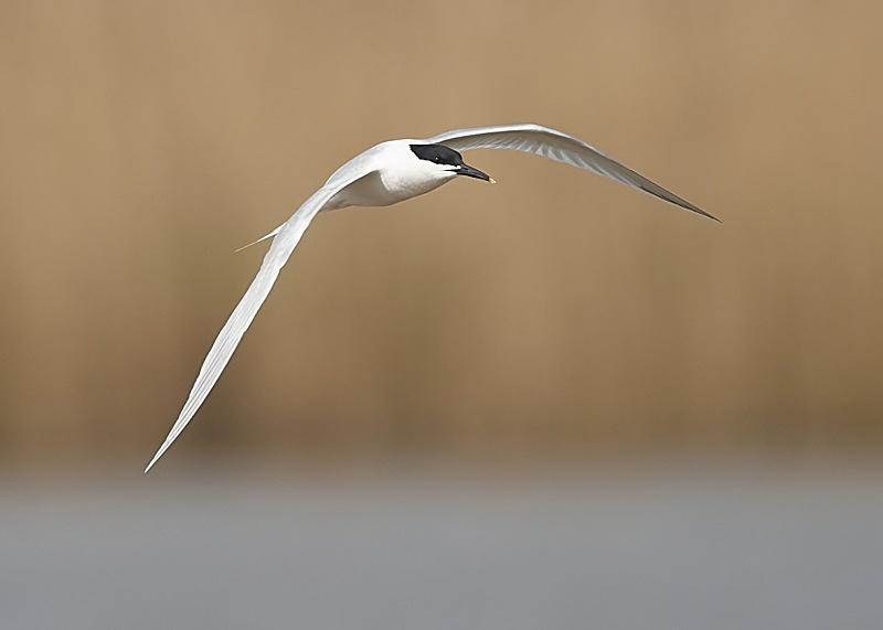 15 - Sandwich Tern