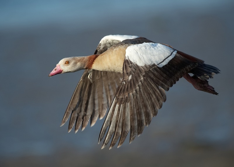 3 - Egyptian Goose