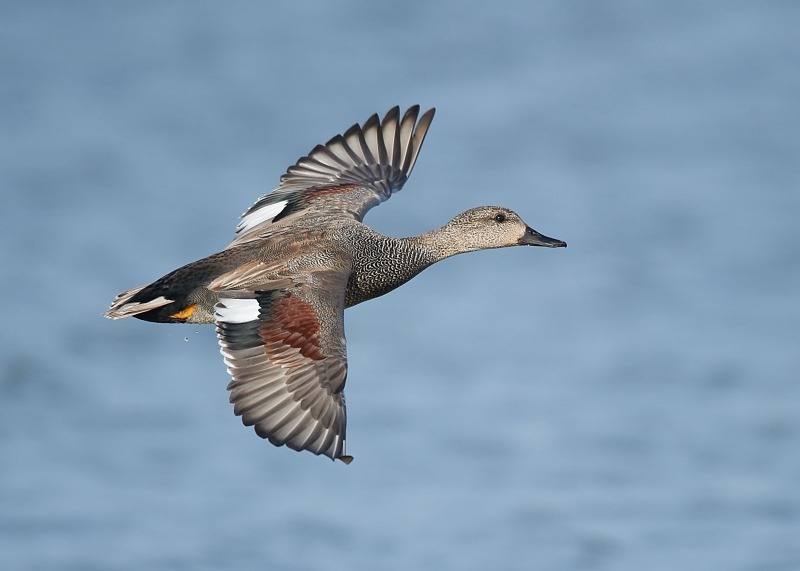 8 - Gadwall