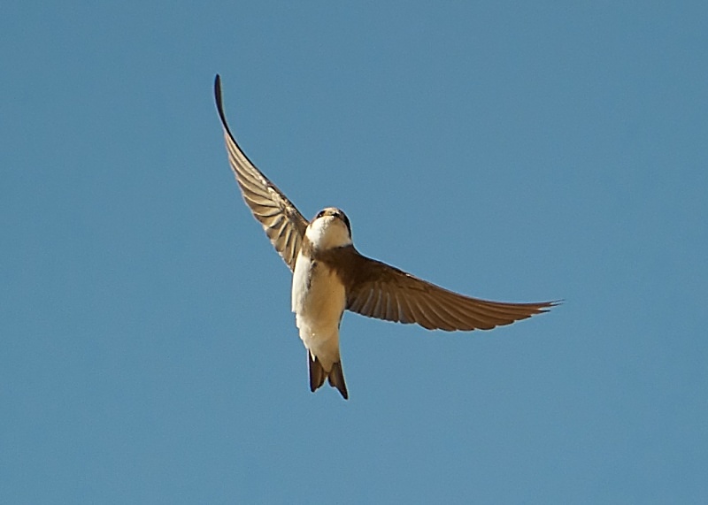 3 - Sand Martin
