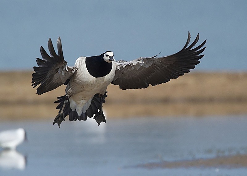 1 - Barnacle Goose