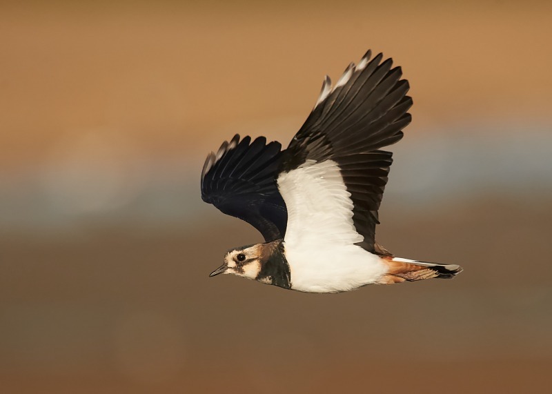 2 - Lapwing