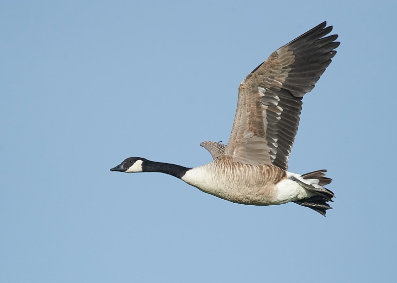 3 - Canada Goose