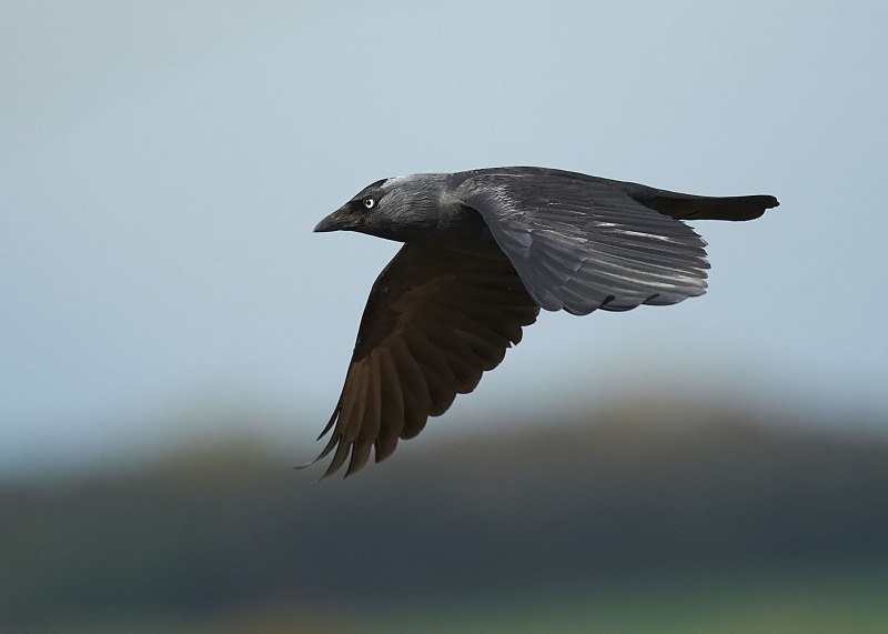 7 - Jackdaw
