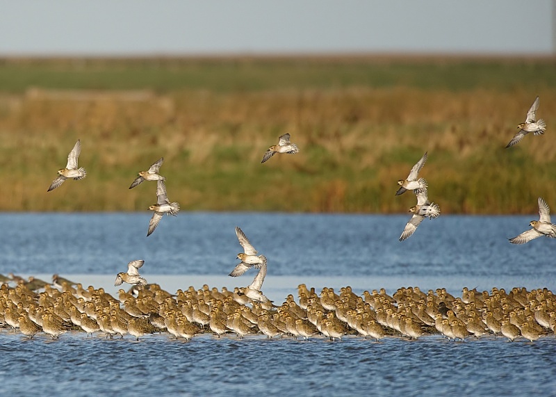 4 - Golden Plover