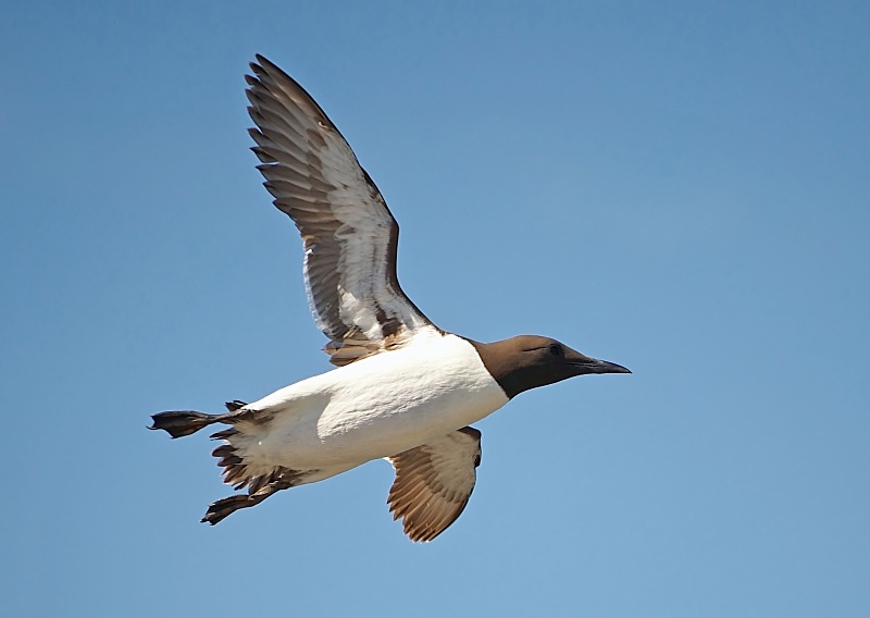 13 - Guillemot