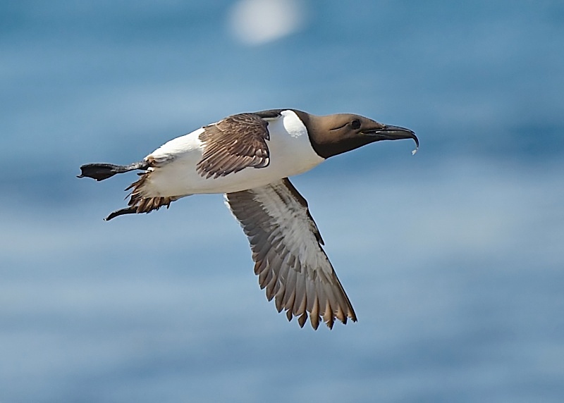 12 - Guillemot