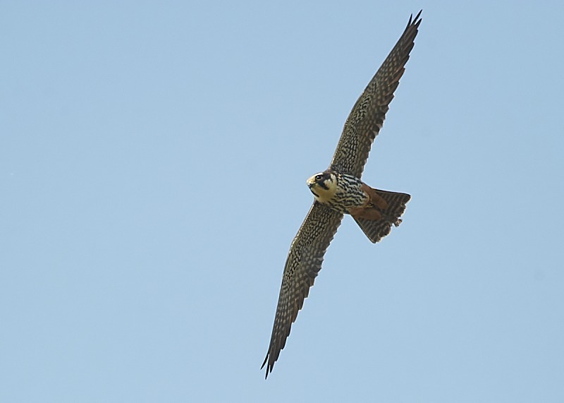 3 - Hobby