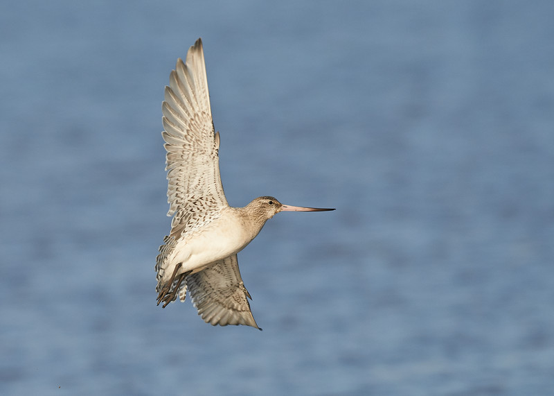 2 - Bar-tailed Godwit