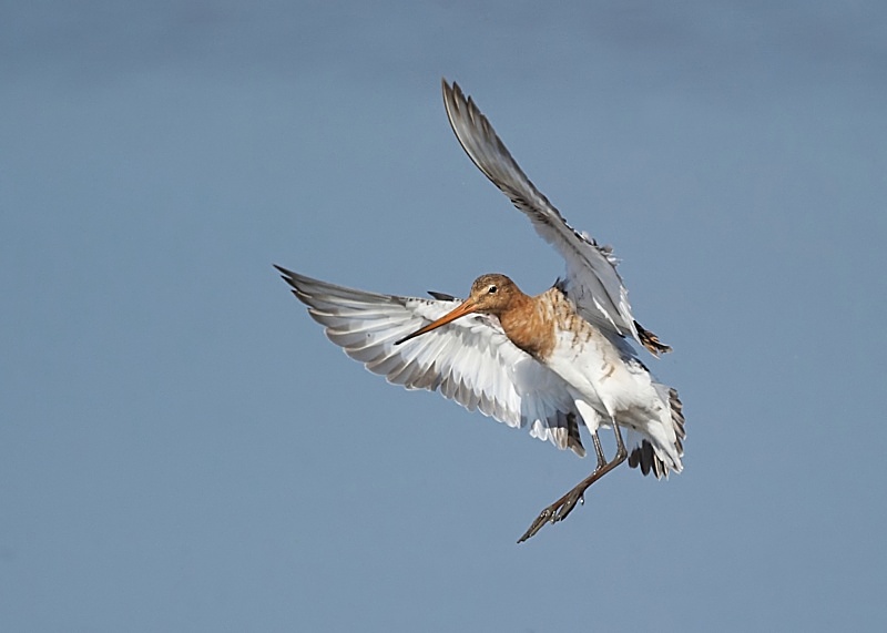 22 - Black-tailed Godwit