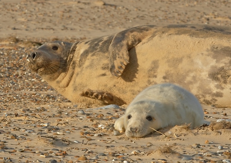 39 - Grey Seal