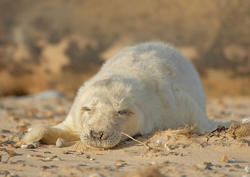 40 - Grey Seal