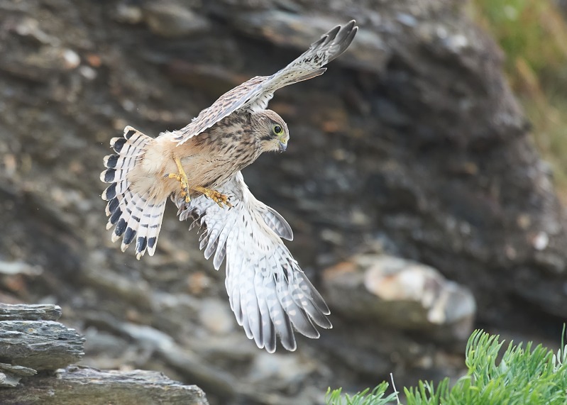 3 - Kestrel