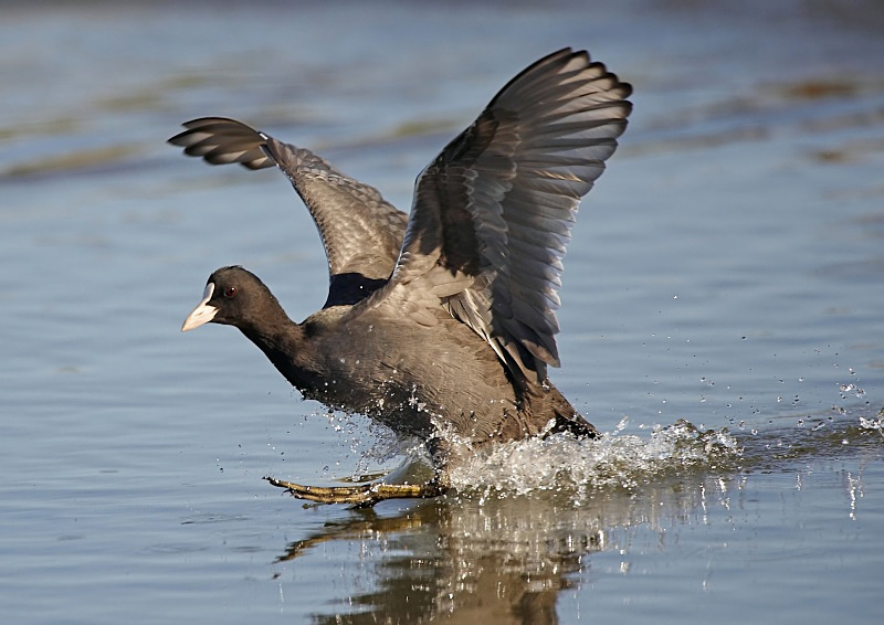 6 - Coot