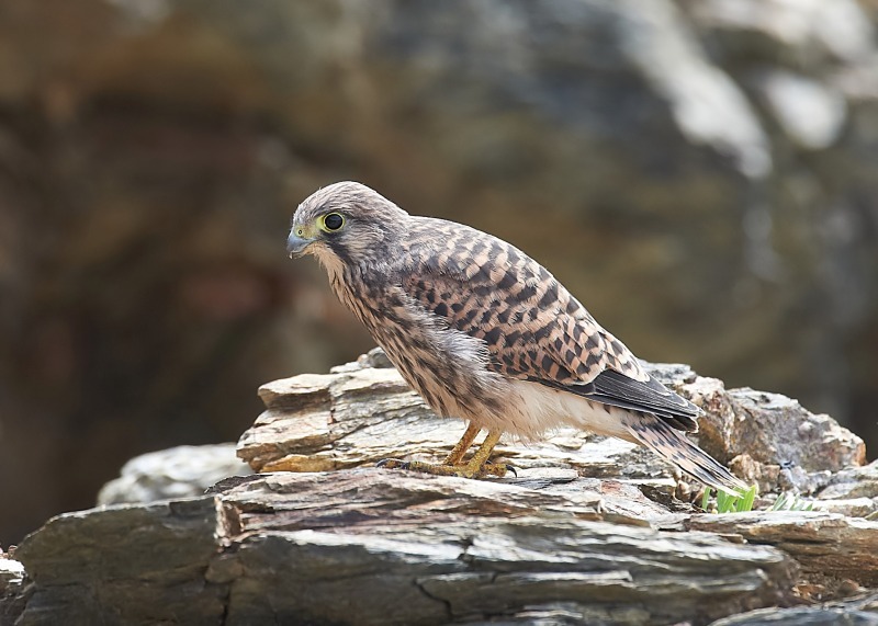 41 - Kestrel